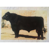 300 Dosis Semen Bovino - Angus