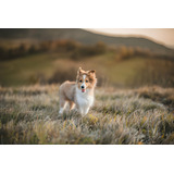 Perros Pastor Sheltie Cachorro Pastor Shetland Con Pedigree 