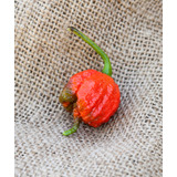 Semillas Aji Carolina Reaper