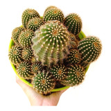 Cactus Planta Con Espinas