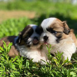 Shihtzu Mini