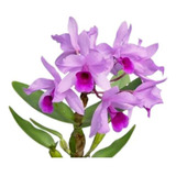 Orquídea Cattleya Deckeri Tipo - Planta Adulta
