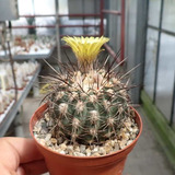 Semillas Cactus - Islaya Mollensis