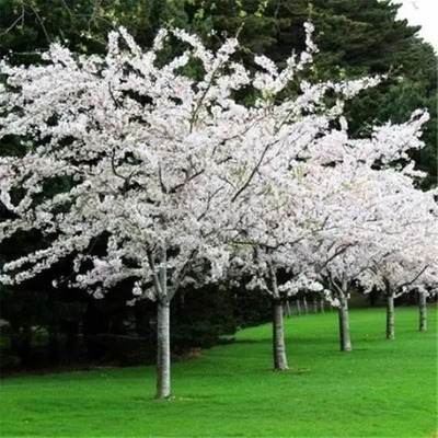 Semillas De Shomei Yoshino Cerezo Blanco | Meses sin interés