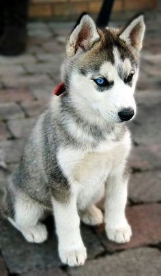 Husky Siberiano Ojo Azul