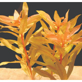 Nesaea Pedicellata (ammannia Amarilla)