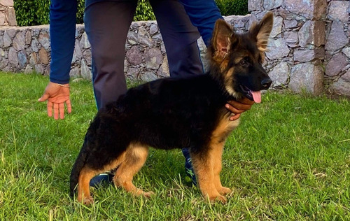 Cachorros Pastor Alemán Pelo Largo Con Pedigree