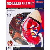4d Master Human Anatomy Kidney Model Kit, One Color