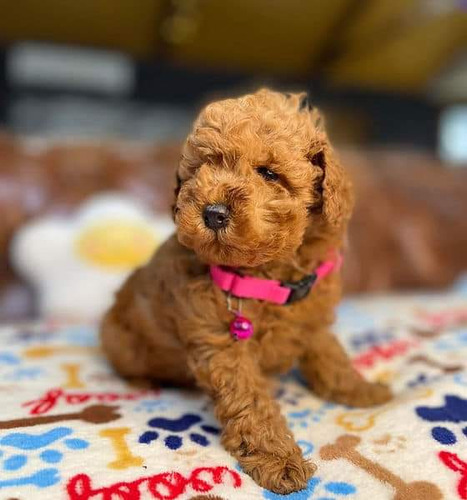 Cachorras Micro Toy Las Más Chiquititas