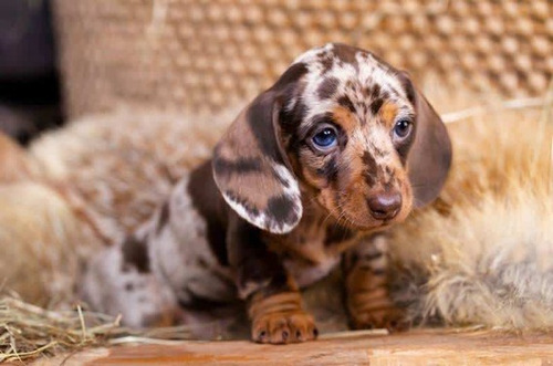 Cachorro Salchicha Arlequín Chocolate 01