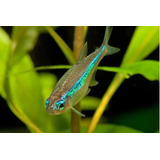 Pct. C/ 10 Peixes Tetra Neon Verde -aquário- Água Doce 