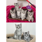 American Shorthair Filhotes 