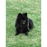 Pomerania Machitos Negritos Blue +envios