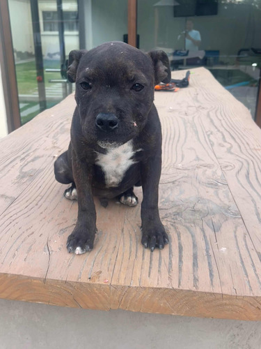 Cachorro Stafforshire Bullterrier Staffy Inscrito