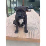 Cachorro Stafforshire Bullterrier Staffy Inscrito