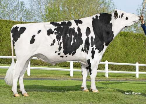 Semen Bovino Holstein - Lynxar