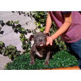 American Bully