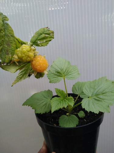 Frambuesa Amarilla (planta) 