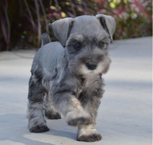 Schnauzer Sal Y Pimienta