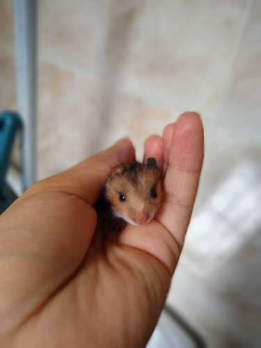 Hamster Sírio Filhotes 