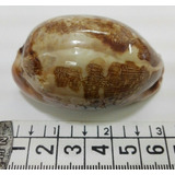 Caracol Marino Buzios Cypraea Mappa Concha Pez Baño