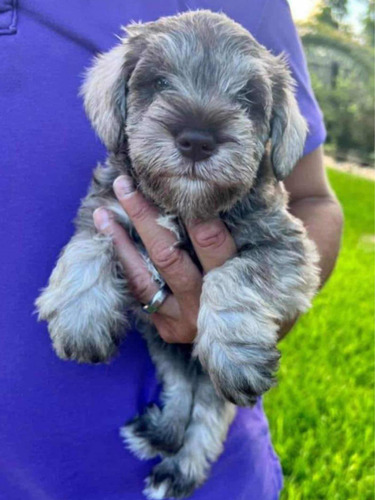 Cachorros Schnauzer Miniatura