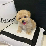 Cachorros Maltipoo Adorables