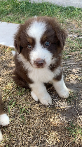 Hermosos Border Collie Chocolate Inscritos Kennel Club