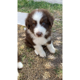 Hermosos Border Collie Chocolate Inscritos Kennel Club