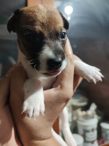 Cachorra Jack Russell Terrier 