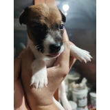 Cachorra Jack Russell Terrier 