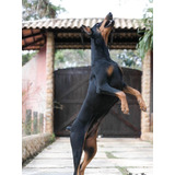 Doberman Filhotes 