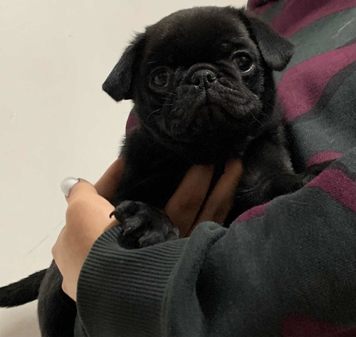 Pug Macho Y Hembra Cervatos Y Negros