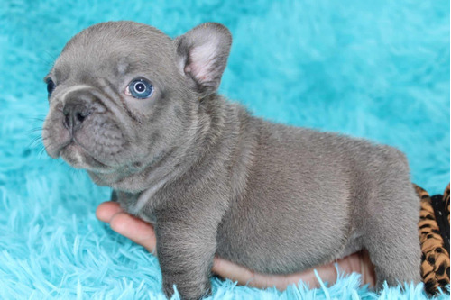 Cachorros Bulldog Francés