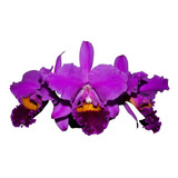 Orquídea Cattleya Labiata