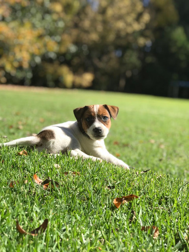 Cachorros Jack Russell Terrier Criadero De La Pisada