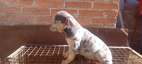 American Bully, Blue Tri Merle Pocket