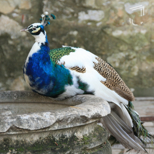 Aves Ornamentais Casal Pavão Arlequim Jovens