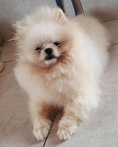 Pomerania Mini Cara De Oso