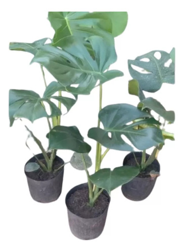 Monstera Deliciosa - Planta Costilla De Adán 