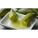 Limón Caviar Verde Ice, Mas Semillas