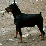 Macho Pinscher Miniatura Excelente Genética Para Makila 