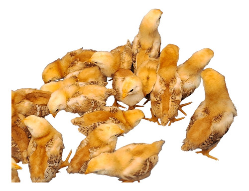 Pintos De Rhode Island Red (5 Pintos) - Somente Retirando