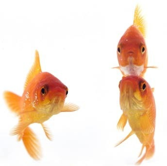 Goldfish Chico Surtido Hot Sale Con Mundo Acuatico