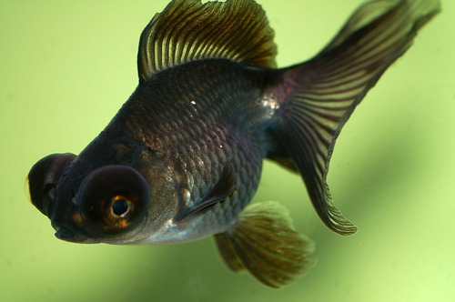 Goldfish Carassius Telescopicos Negros Peces Agua Fria 5cm