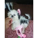 Cachorra Shih Tzu Perros Shitzu En Venta En Medellín 