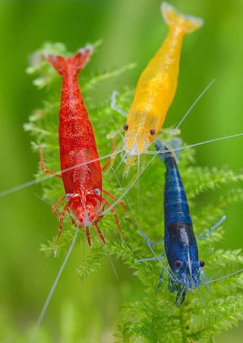 Gambas 2 Rojas 1 Azul 1 Amarilla Y Elodea