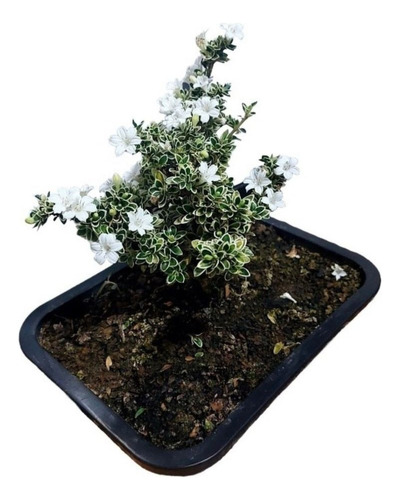 1 Planta Árvore Bonsai Serissa Variegata Flor Branca Chinesa