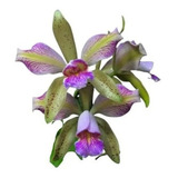 Orquidea Cattleya Forbesi X Leopoldi Trilabelo X Self Cod/16