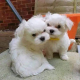 Cachorritos Bichon Maltes Mini Pachoncitos